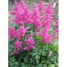 Астильба Бонн (японская)