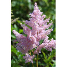 Астильба Европа (японская) 