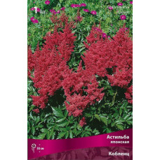 Астильба японская Кобленц 