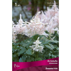 Астильба японская Вашингтон 