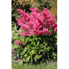 Астильба Юник Сериз (гибридная)