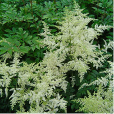 Астильба Браутшлейер (Арендса)