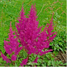 Астильба Элизабет ван Вин (японская)