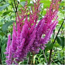 Астильба Пурпуркерцэ (китайская)