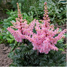 Астильба Перкео (курчавая)