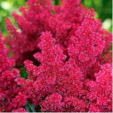 Астильба Кобленц (японская)