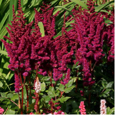 Астильба Вижнс ин Ред (китайская)