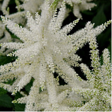 Астильба японская Вашингтон