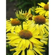 Эхинацея пурпурная Клеопатра