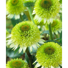 Эхинацея пурпурная Гринлайн