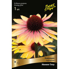 Эхинацея пурпурная Ивнинг Глоу