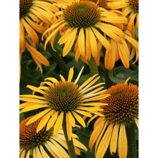 Эхинацея пурпурная Харвест Мун