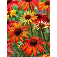 Эхинацея пурпурная Хот Саммер