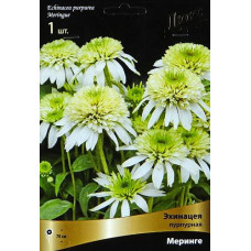 Эхинацея пурпурная Меринге
