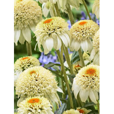 Эхинацея пурпурная Милкшейк