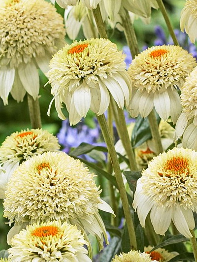 Эхинацея пурпурная Милкшейк