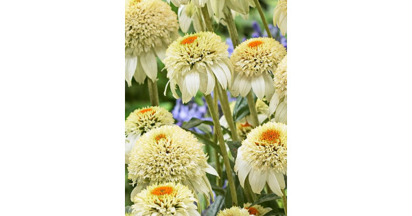 Close up of Echinacea Milkshake flowers in garden фотография Stock | Adobe Stock