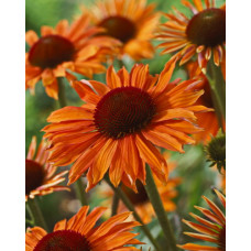 Эхинацея пурпурная Ориндж Пэшн