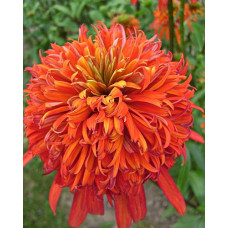 Эхинацея пурпурная Саммер Сальса