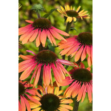Эхинацея пурпурная Саммер Коктейл