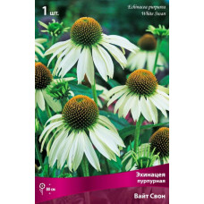 Эхинацея пурпурная Вайт Свон