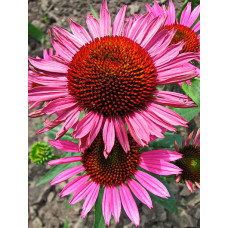 Эхинацея пурпурная Винтаж Вайн