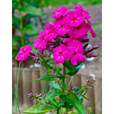 Флокс Аметистовый (метельчатый, российская селекция)