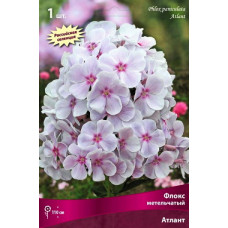 Флокс Атлант (метельчатый, российская селекция)