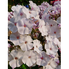 Флокс Балет (метельчатый, российская селекция)