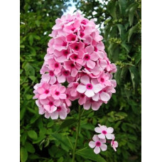 Флокс Бисер (метельчатый, российская селекция)