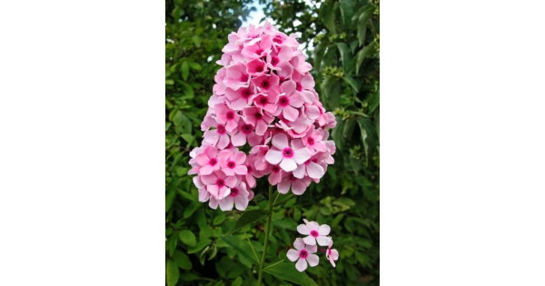 Флокс метельчатый (Phlox paniculata `Бисер`)