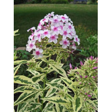 Флокс Крем де ла Менте (метельчатый)