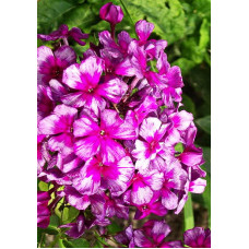 Флокс Дракон (метельчатый, российская селекция)