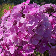 Флокс Селена (метельчатый) 