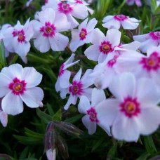 Флокс шиловидный Корал Ай 