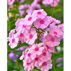 Флокс Киевский (метельчатый)