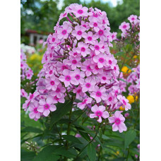 Флокс Мисс Пепер (метельчатый)