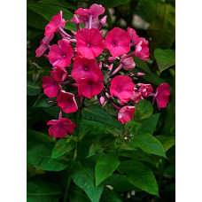 Флокс Надя (метельчатый)