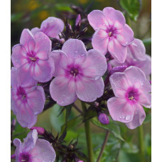 Флокс Рейнбоу Дансер (метельчатый)