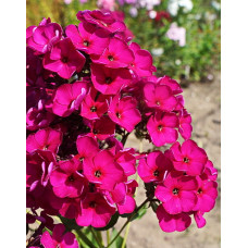 Флокс Рейвинг Бьюти (метельчатый)