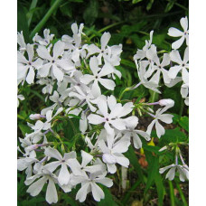 Флокс Уйат Перфюм (растопыренный)