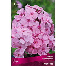 Флокс Генри Геру (метельчатый)