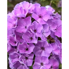 Флокс Капелька (метельчатый, российская селекция)