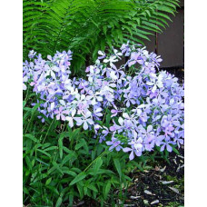 Флокс Клаудз ов Перфюм (растопыренный)