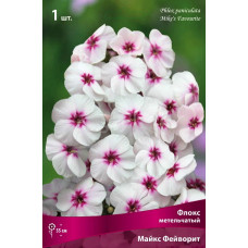Флокс Майкс Фейворит (метельчатый)