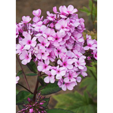 Флокс Шоколад (метельчатый)