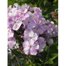 Флокс Северное облако (метельчатый)