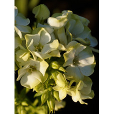 Флокс Саншайн (метельчатый)