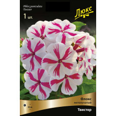 Флокс Твистер (метельчатый)