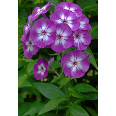 Флокс Успех (метельчатый, российская селекция)